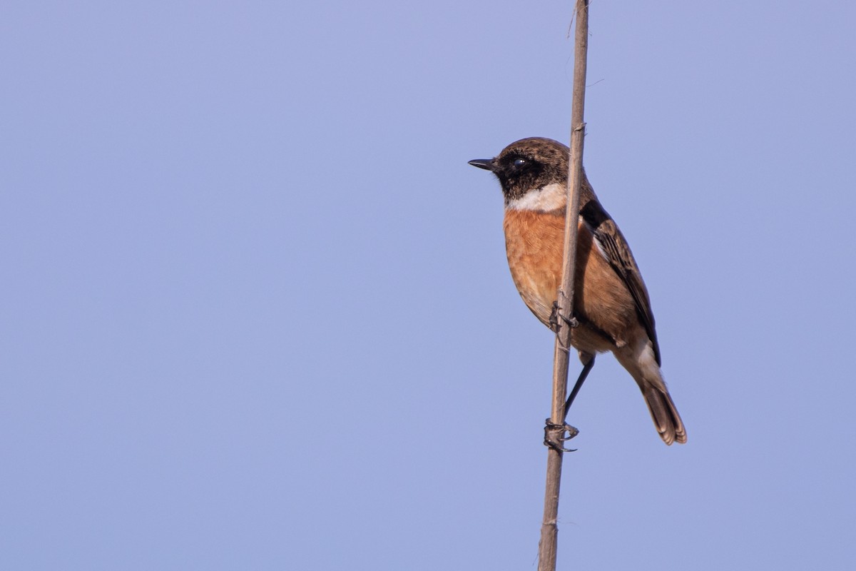 Трав'янка чорноголова - ML645345389