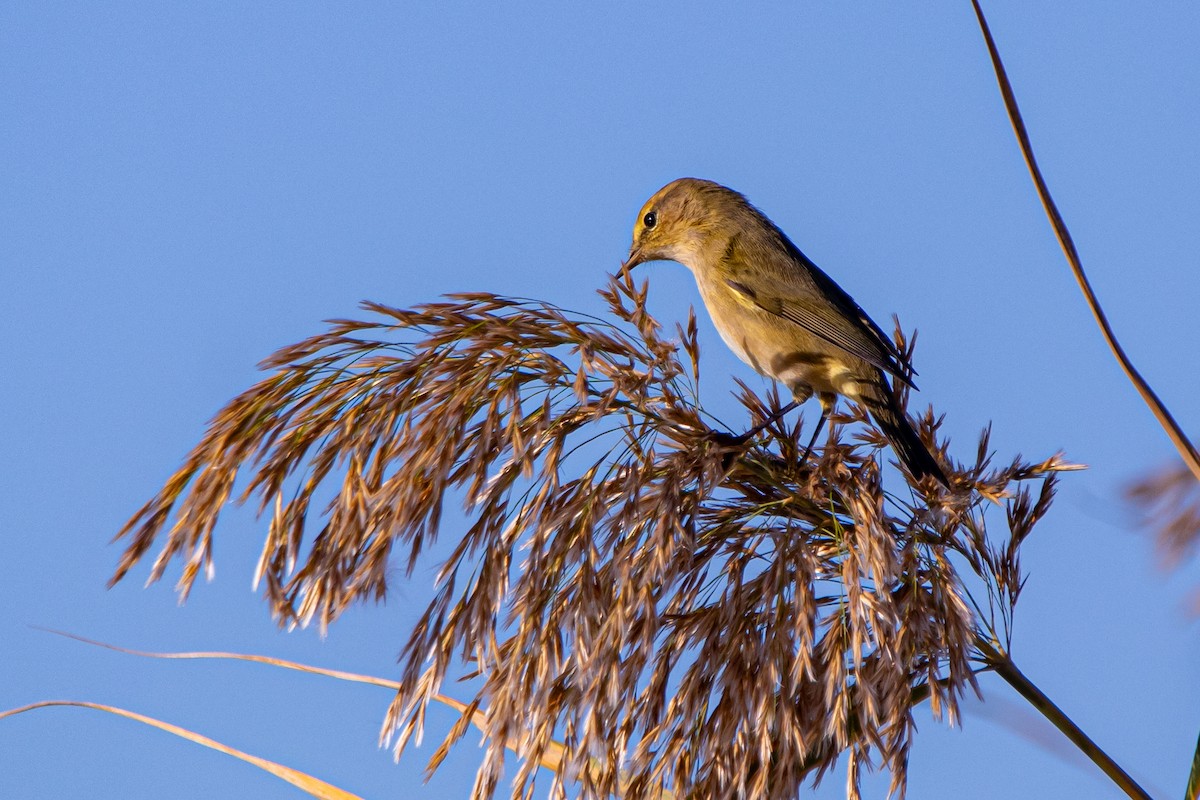 Common Chiffchaff - ML645345408