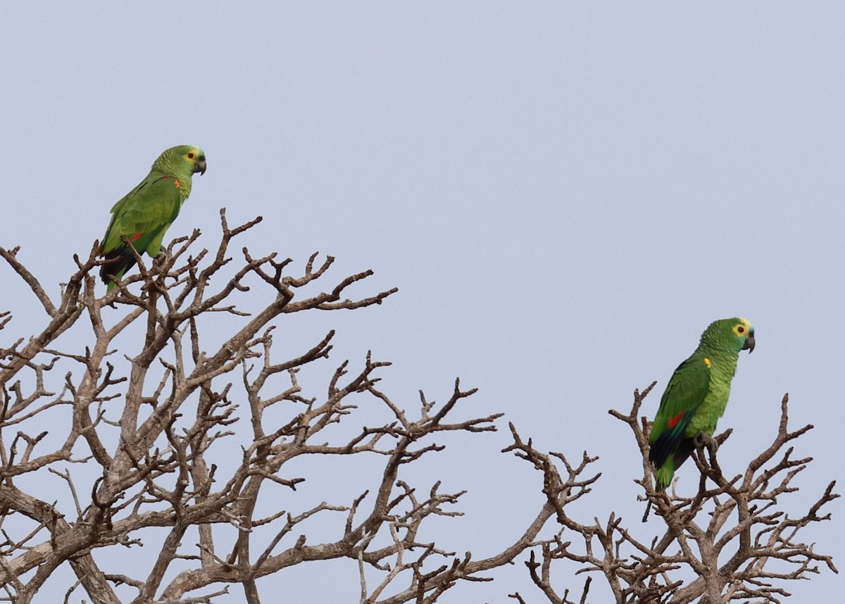 Turquoise-fronted Amazon - ML645345417