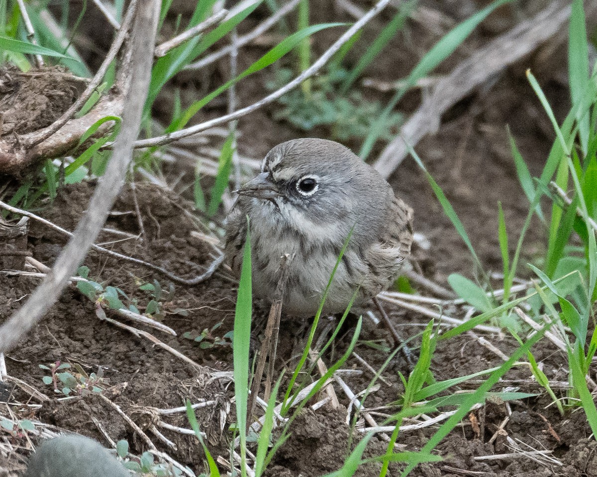 Sagebrush Sparrow - ML645345423