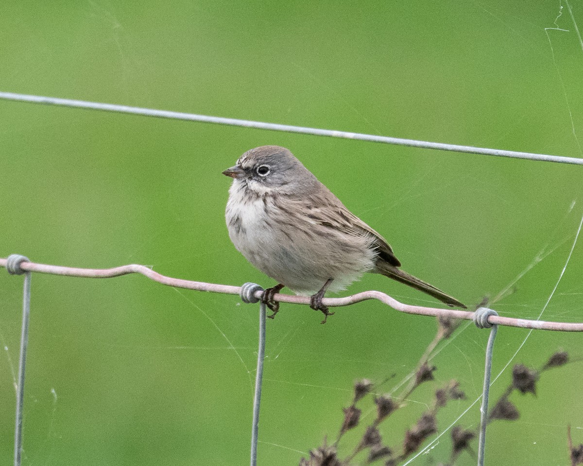 Sagebrush Sparrow - ML645345424