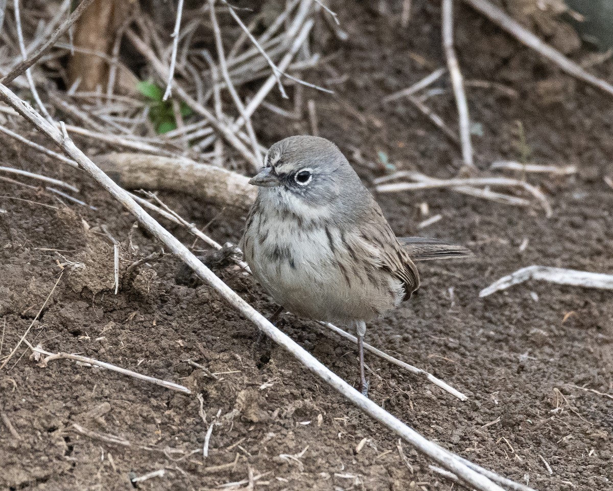Sagebrush Sparrow - ML645345425