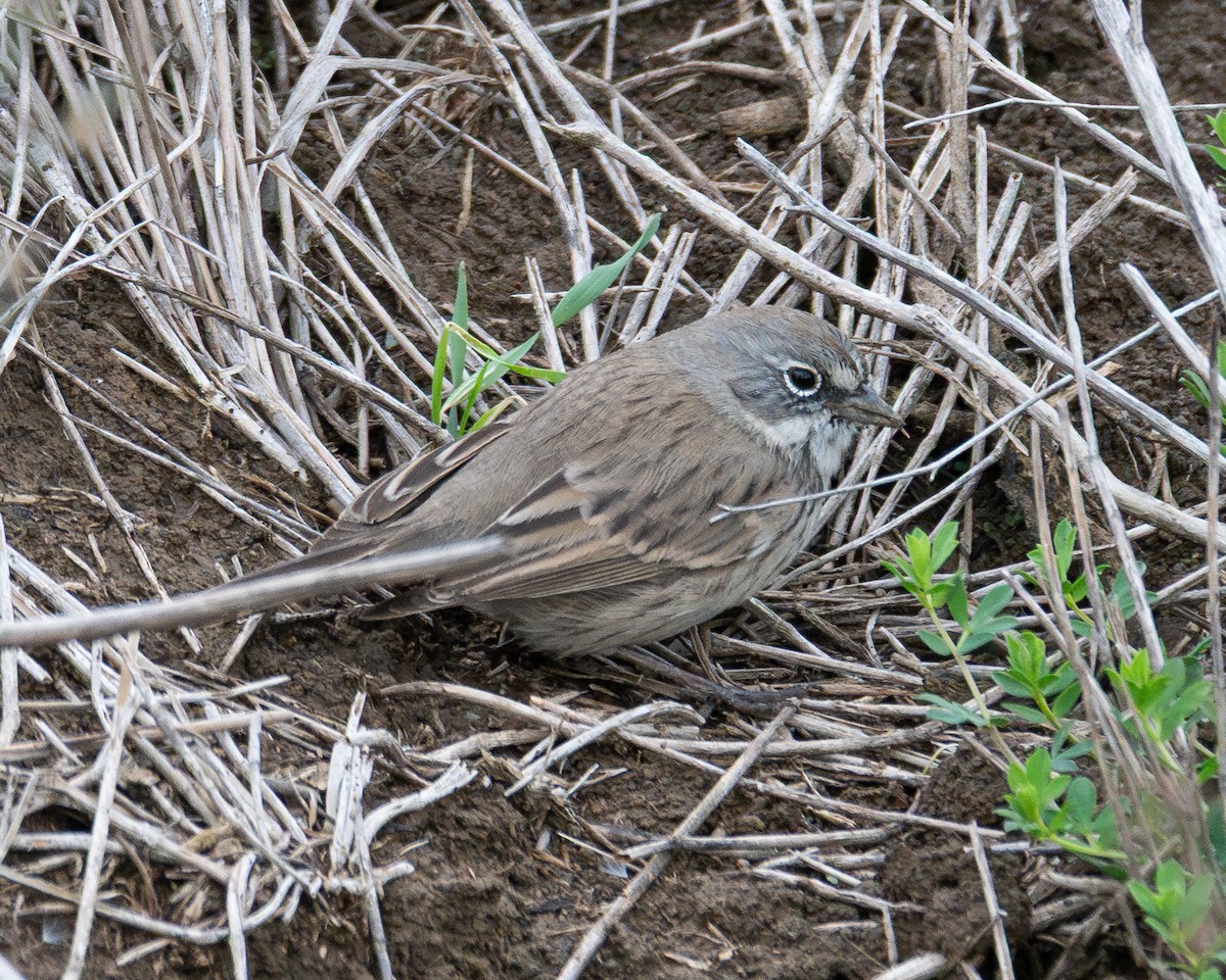 Sagebrush Sparrow - ML645345428