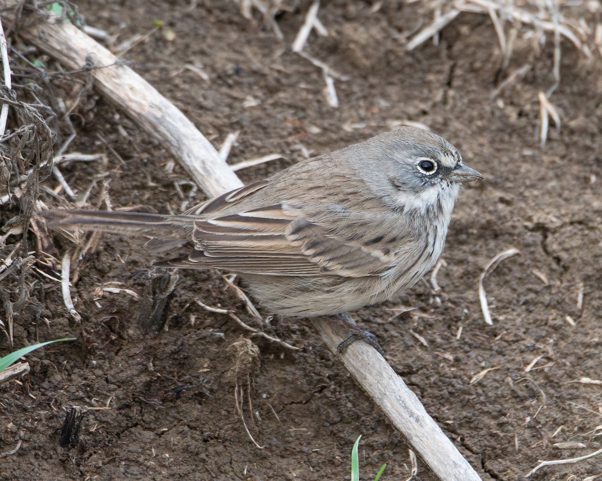 Sagebrush Sparrow - ML645345432