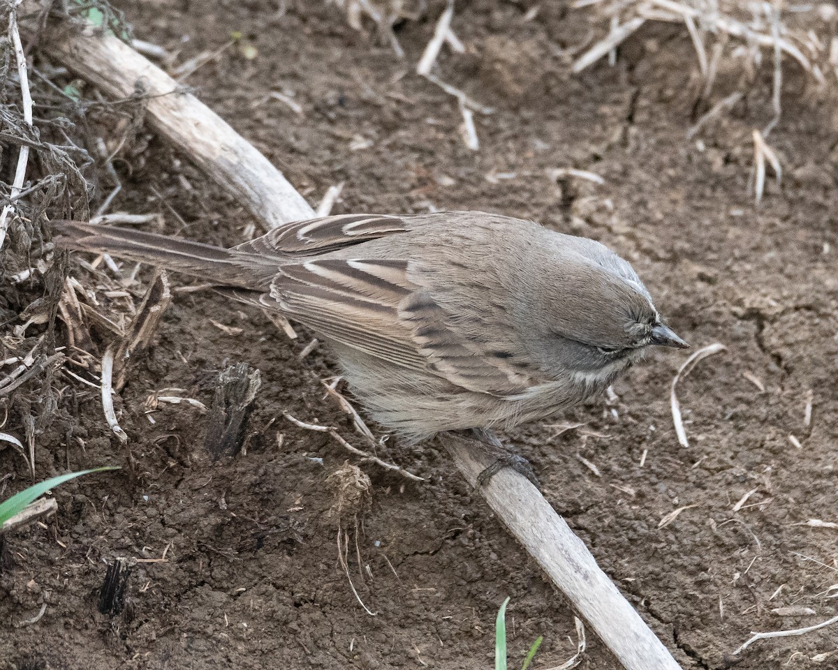 Sagebrush Sparrow - ML645345433