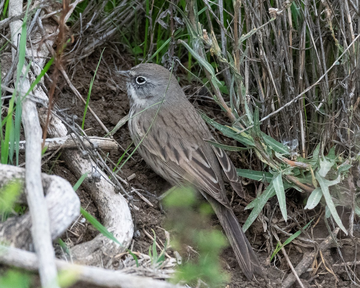 Sagebrush Sparrow - ML645345434