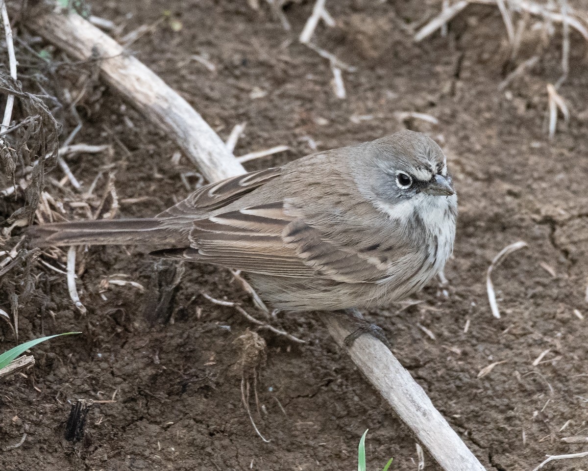 Sagebrush Sparrow - ML645345435