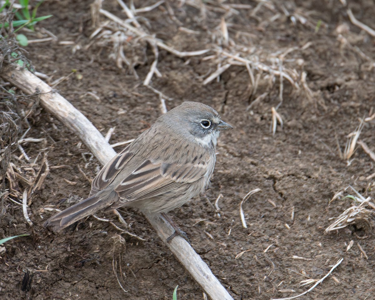 Sagebrush Sparrow - ML645345437