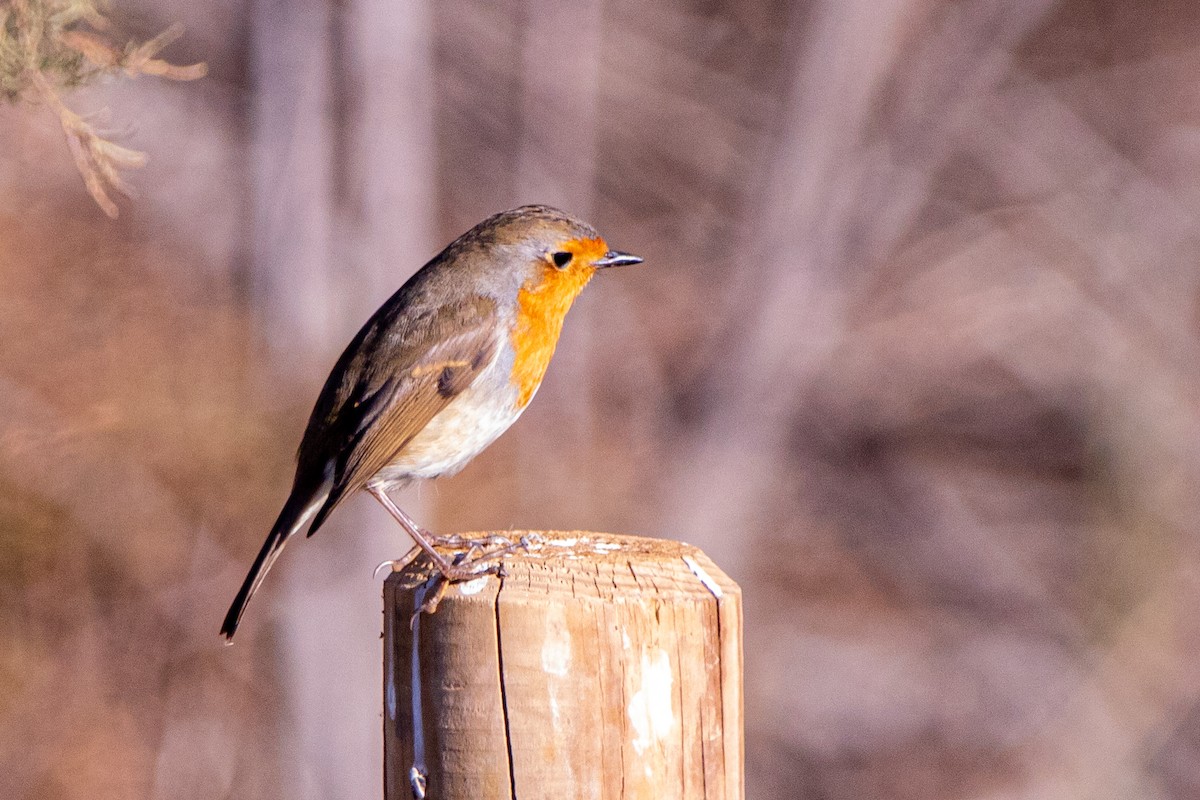European Robin - ML645345438