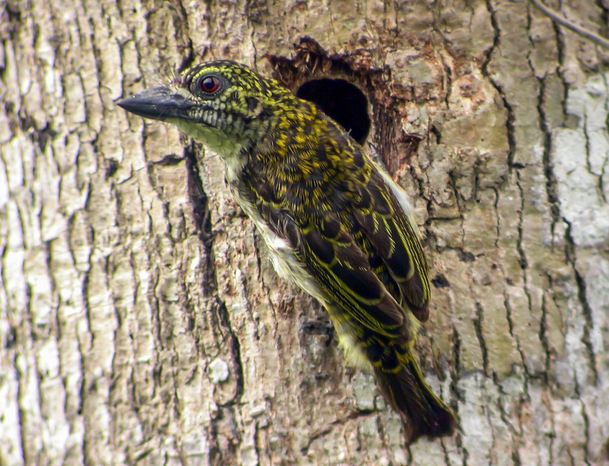 vousáček šupinkový - ML645345439