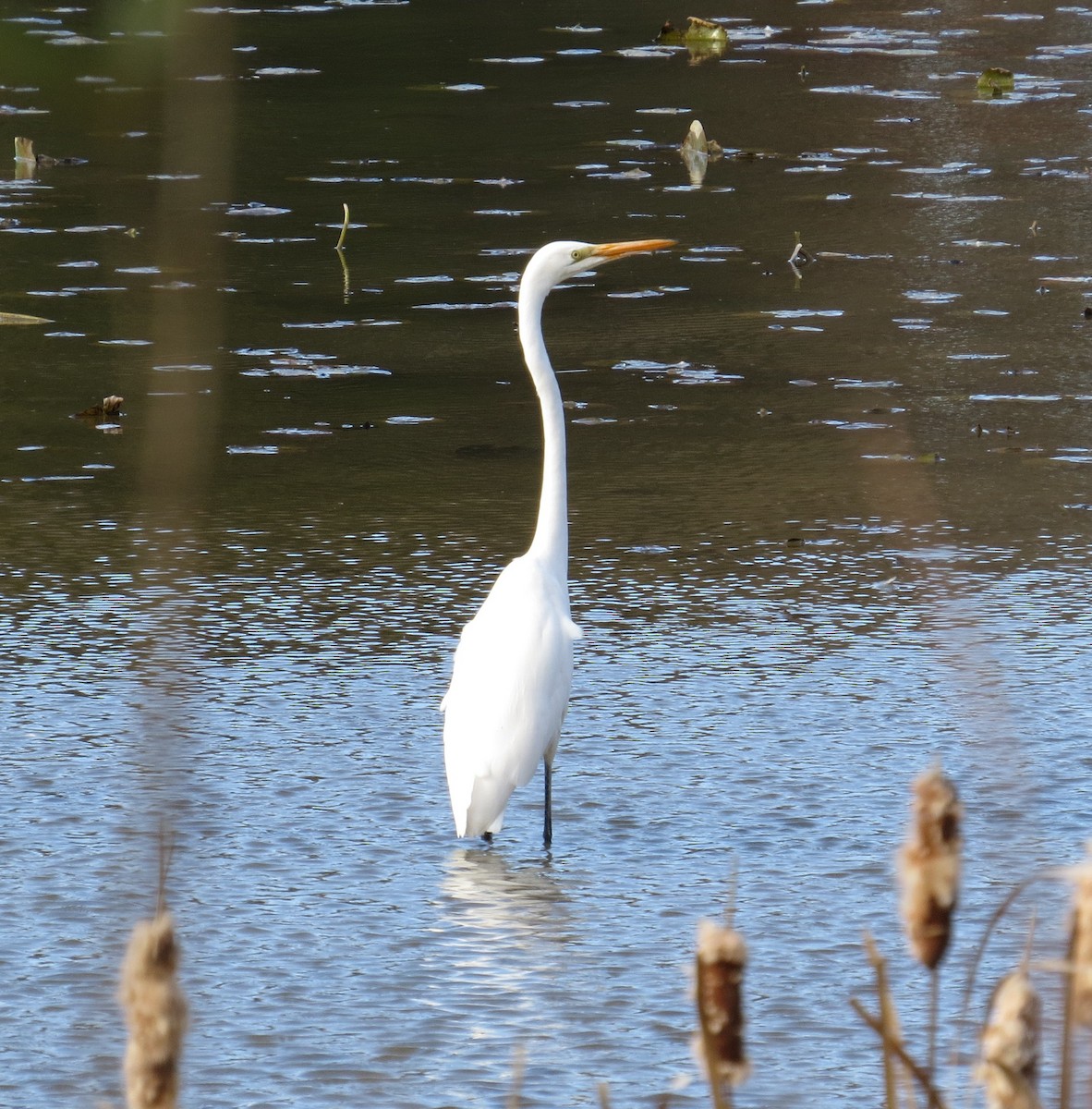 Great Egret - ML645345441