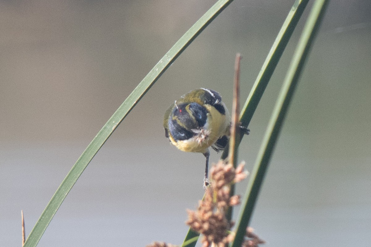 Many-colored Rush Tyrant - ML645345452