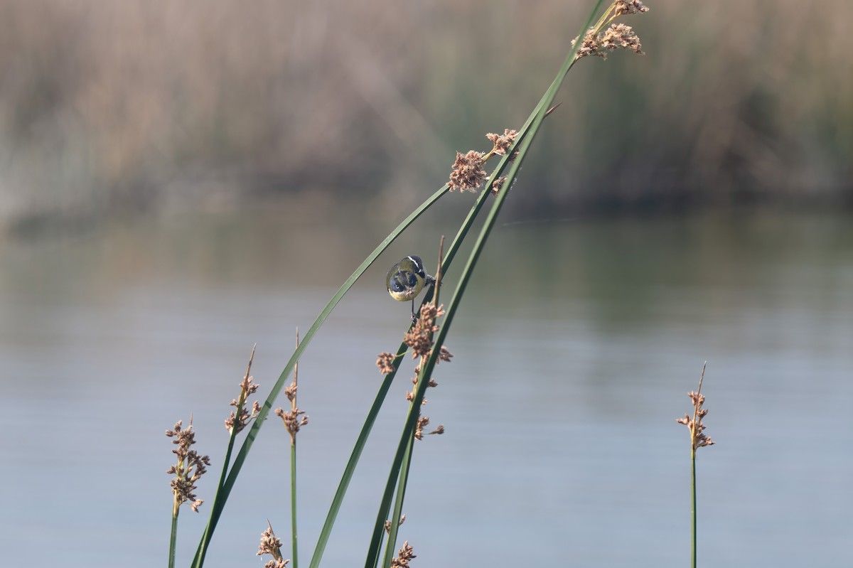 Many-colored Rush Tyrant - ML645345453