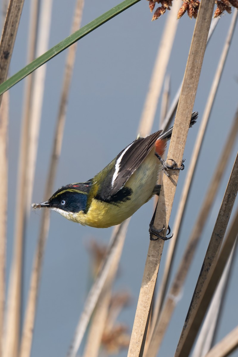 Many-colored Rush Tyrant - ML645345454