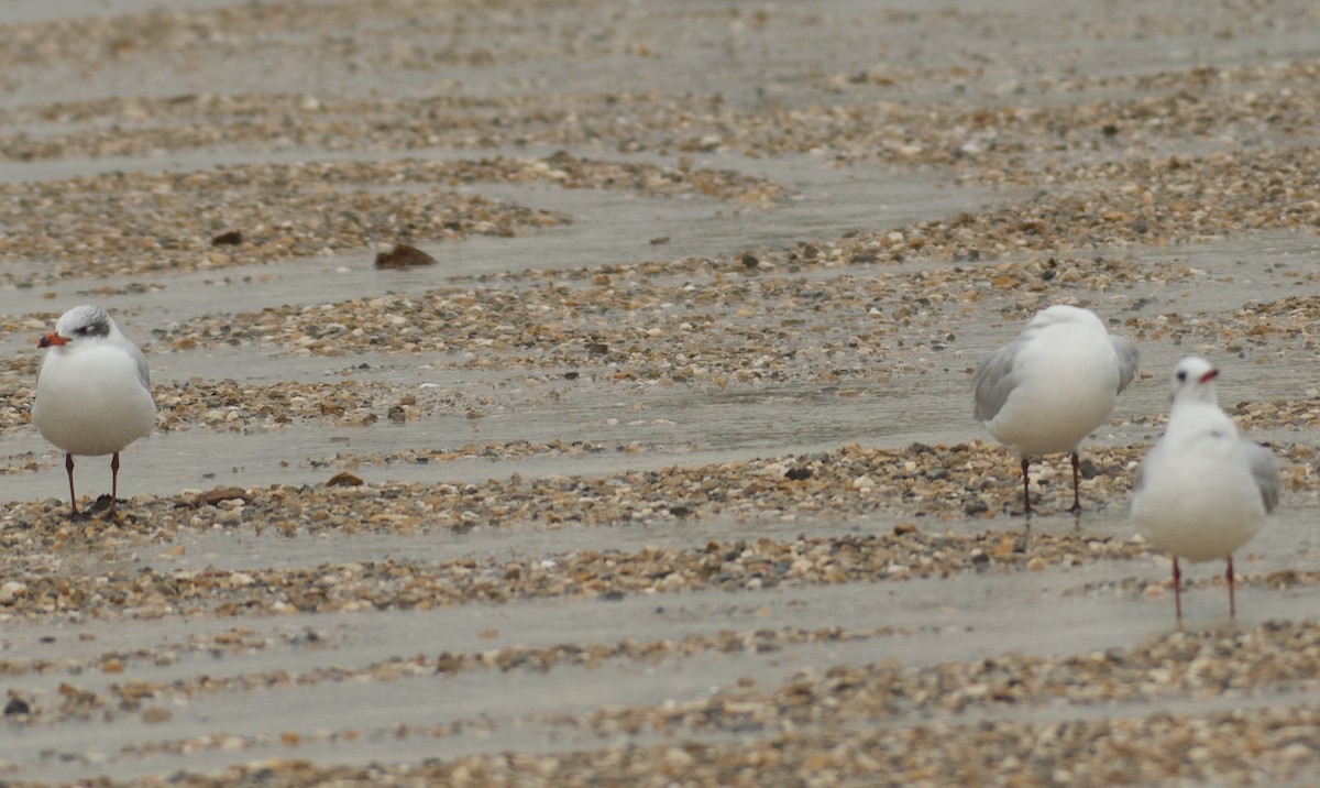 Mediterranean Gull - ML645345479