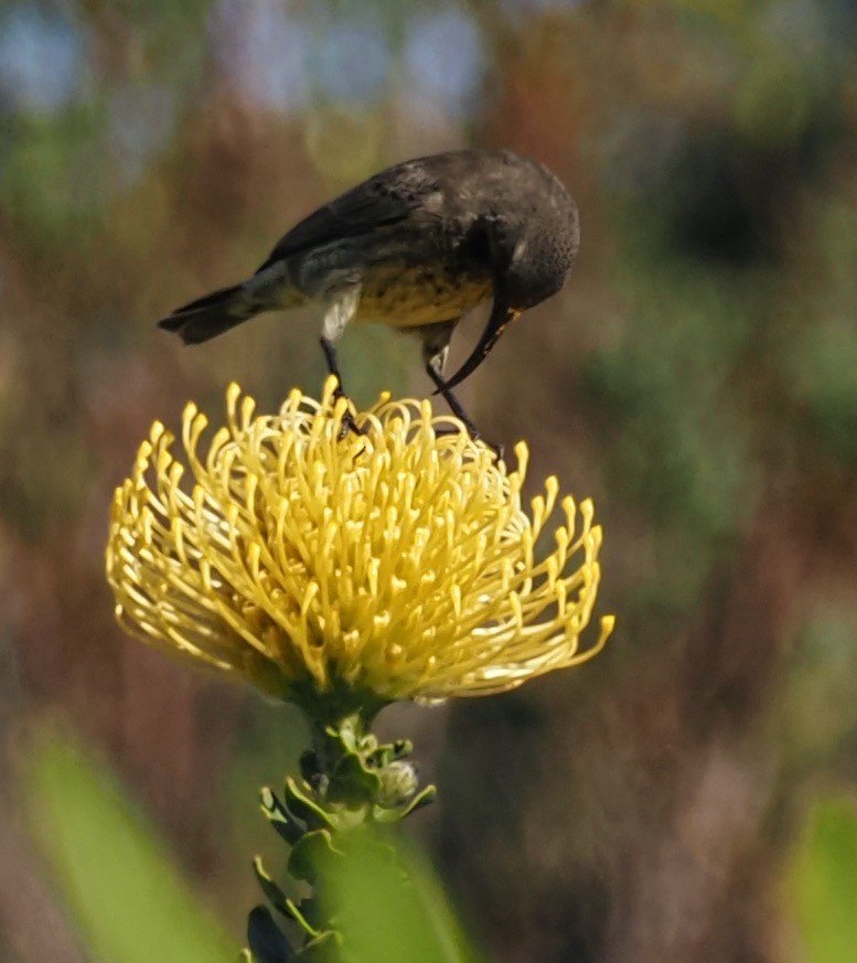 Amethyst Sunbird - ML645345500