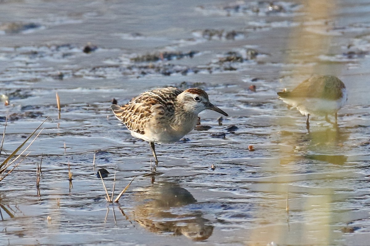 jespák klínoocasý - ML645345507