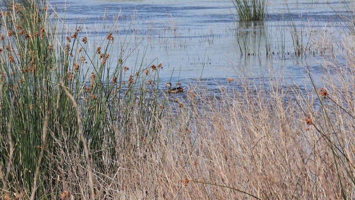 Bahamaente - ML645345510