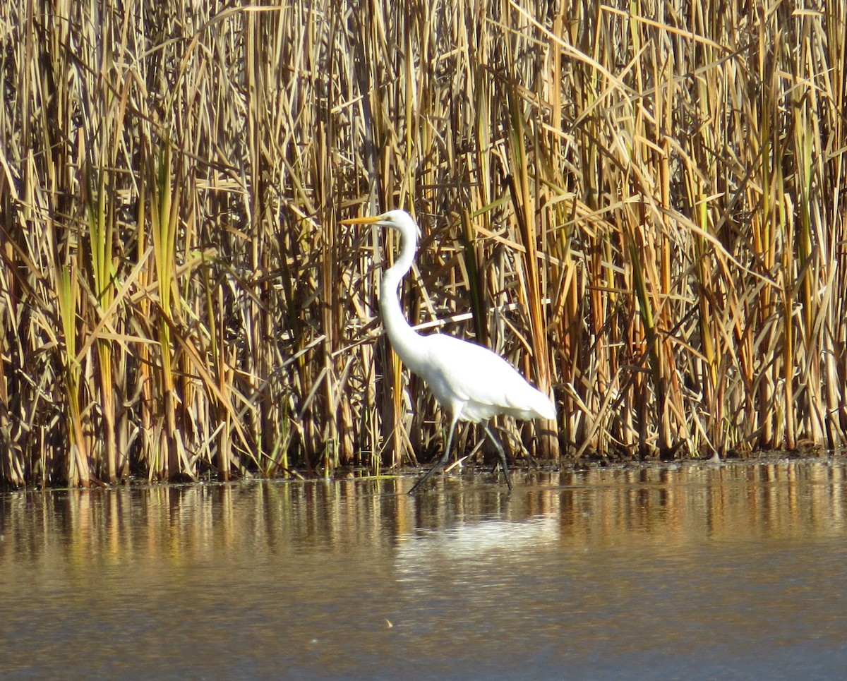 Great Egret - ML645345548