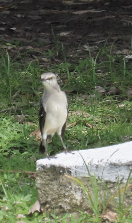 Tropikal Taklitçi - ML645345554