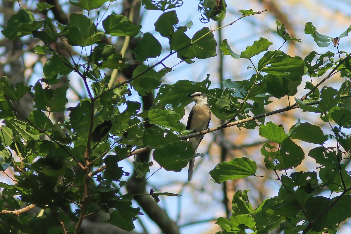 小灰山椒鳥 - ML645345566