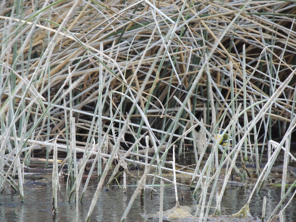 Many-colored Rush Tyrant - ML645345587