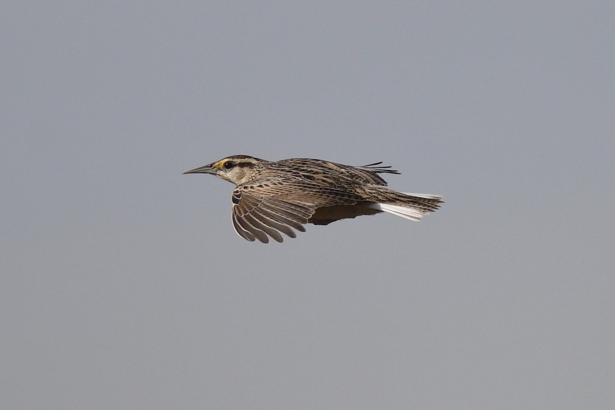 Chihuahuan Meadowlark - ML645345589
