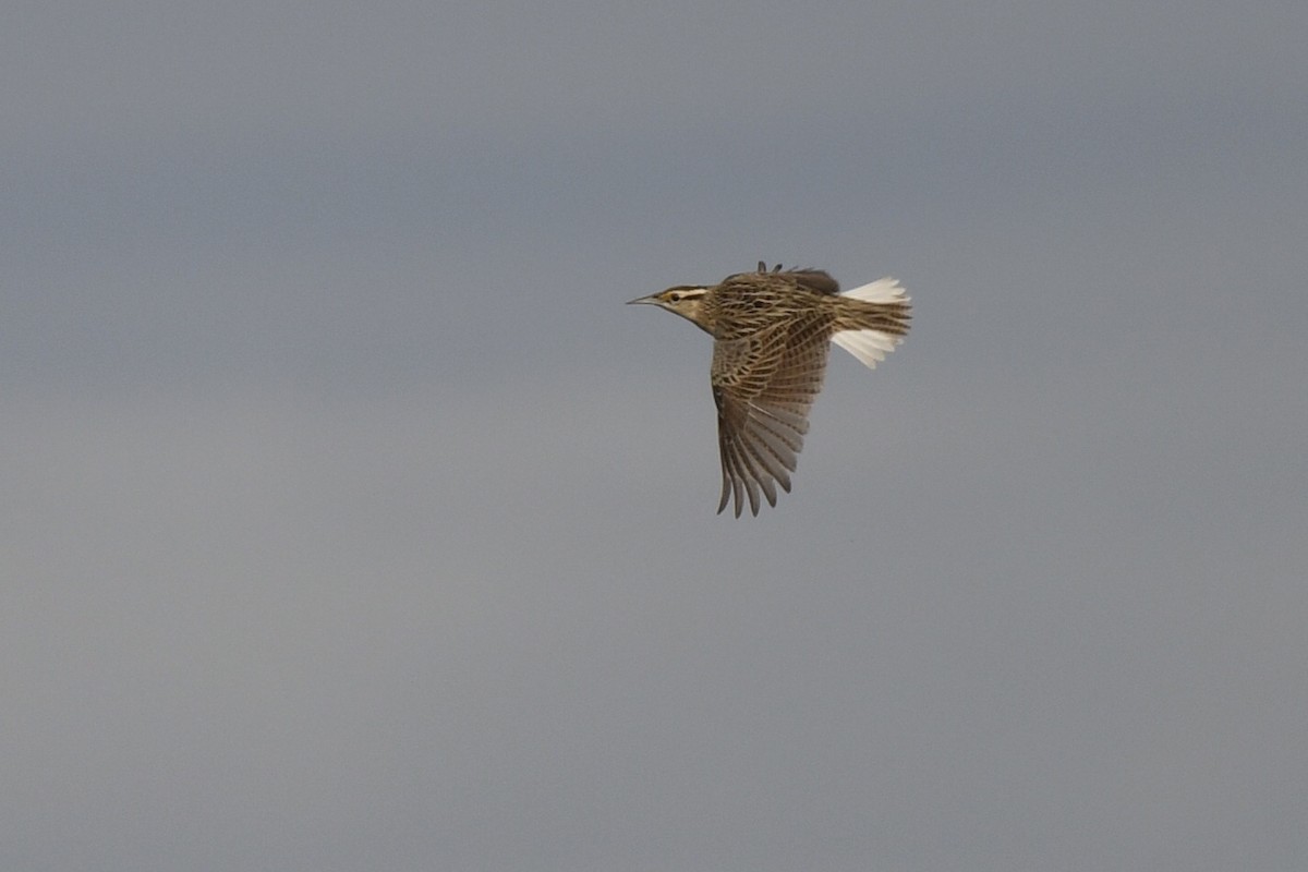 Chihuahuan Meadowlark - ML645345590