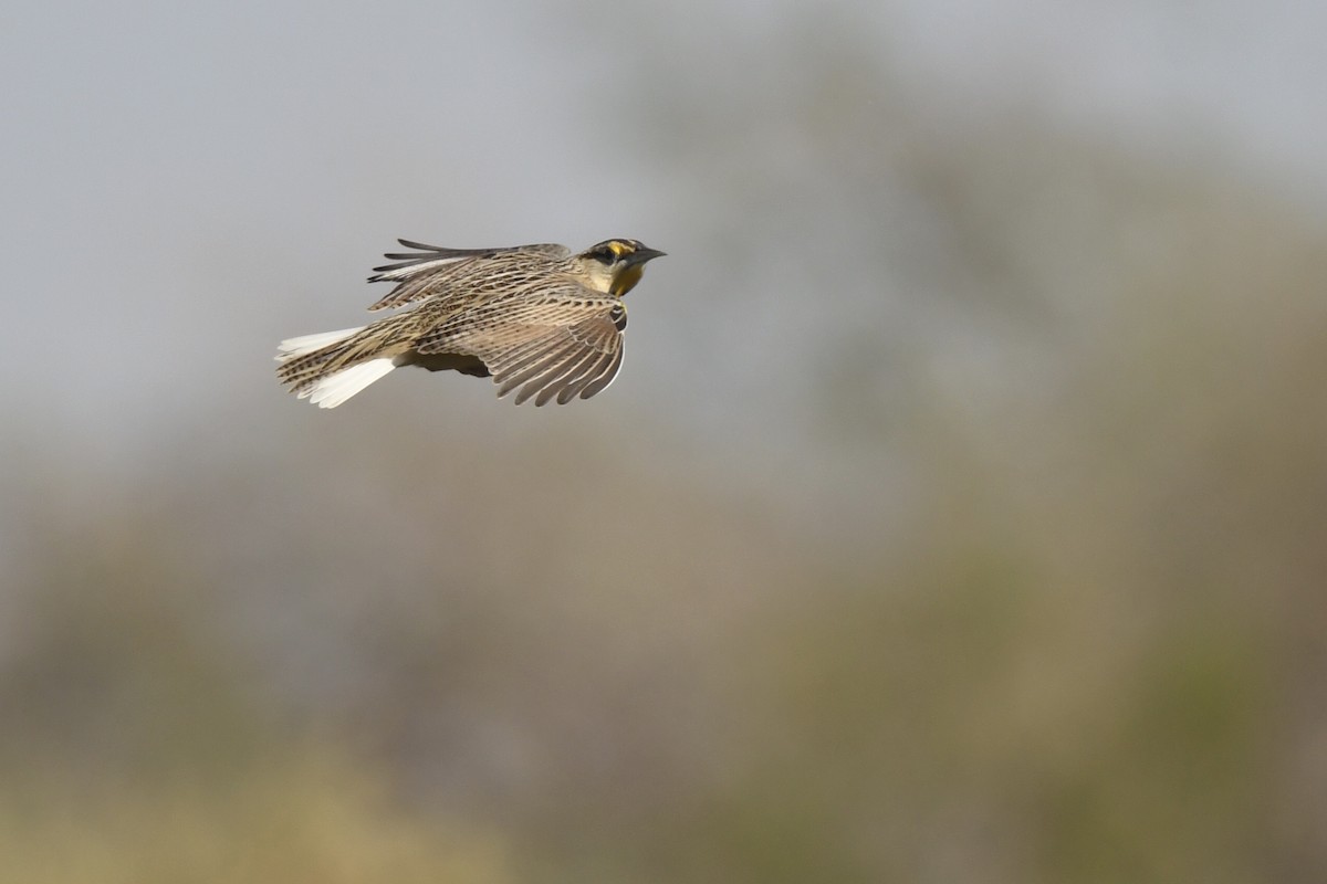Chihuahuan Meadowlark - ML645345591