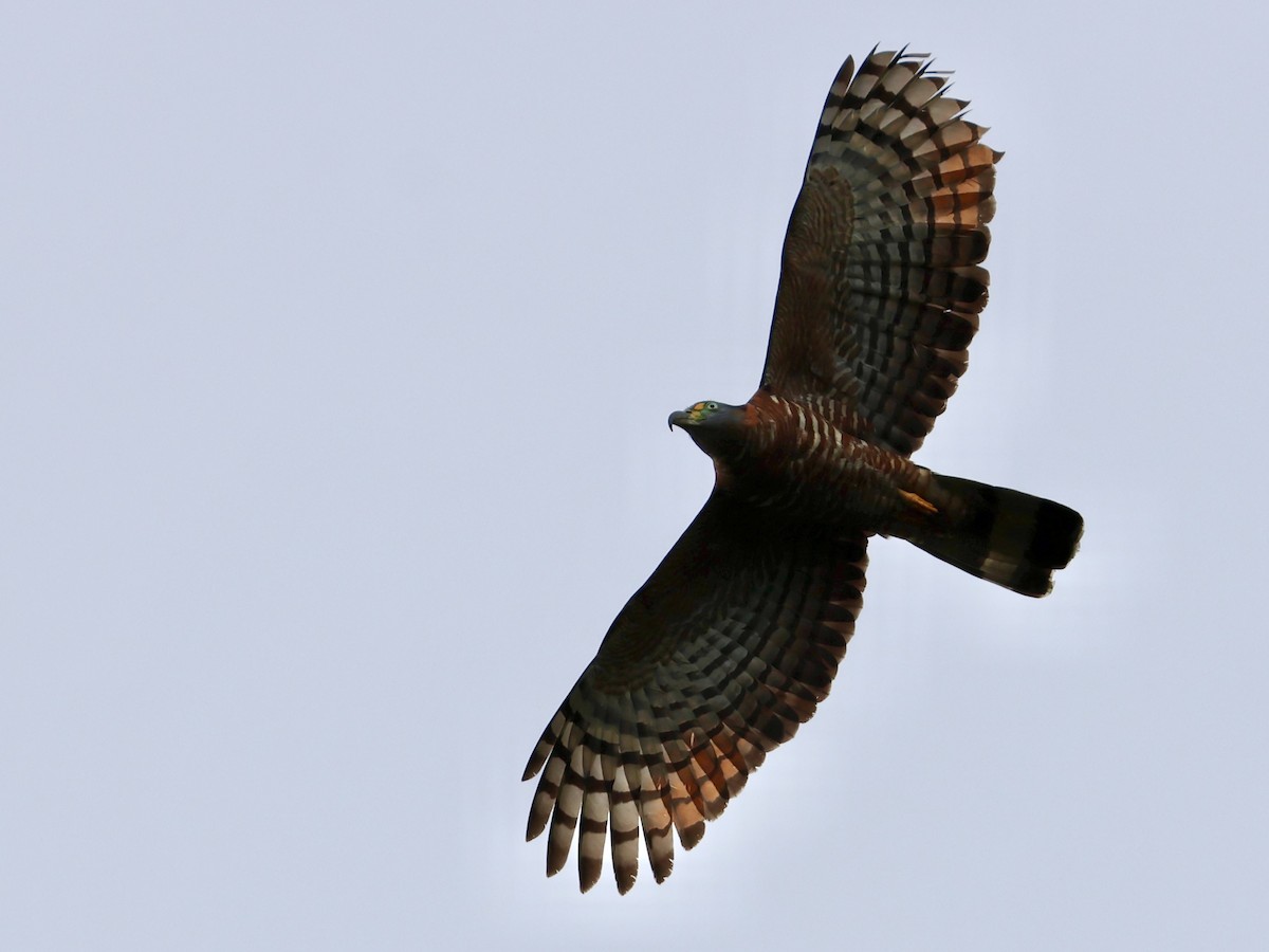 Hook-billed Kite - ML645345595