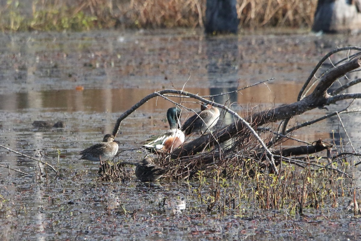 lžičák pestrý - ML645345632