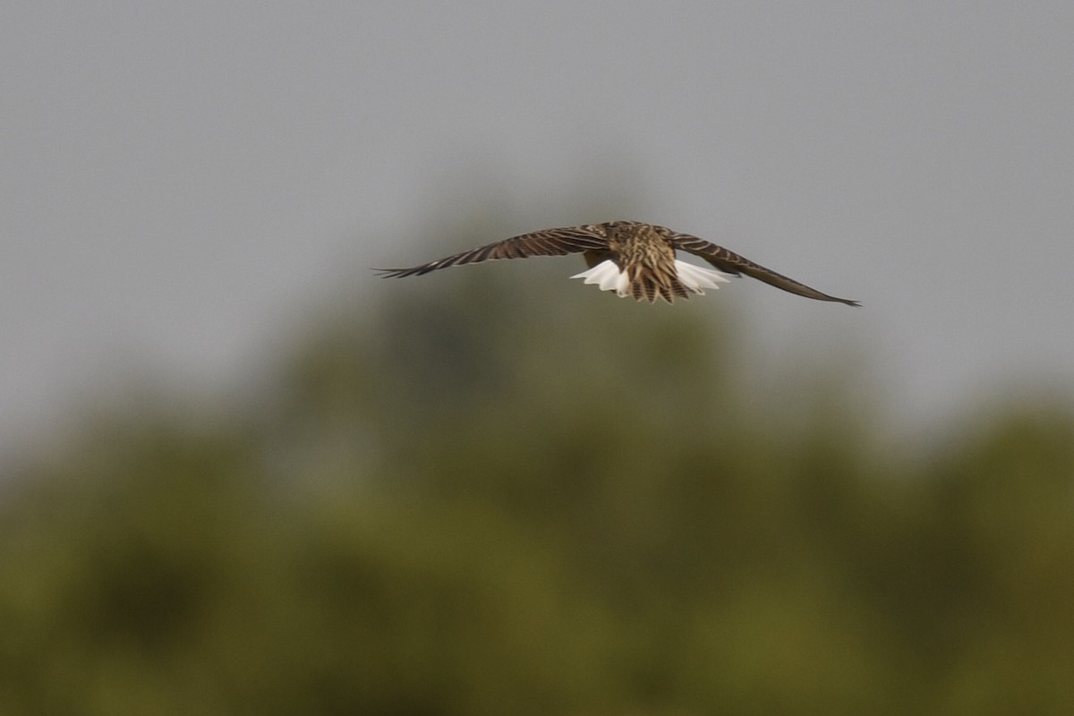 Chihuahuan Meadowlark - ML645345646