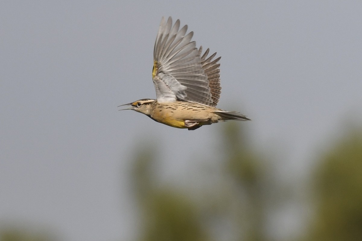 Chihuahuan Meadowlark - ML645345647