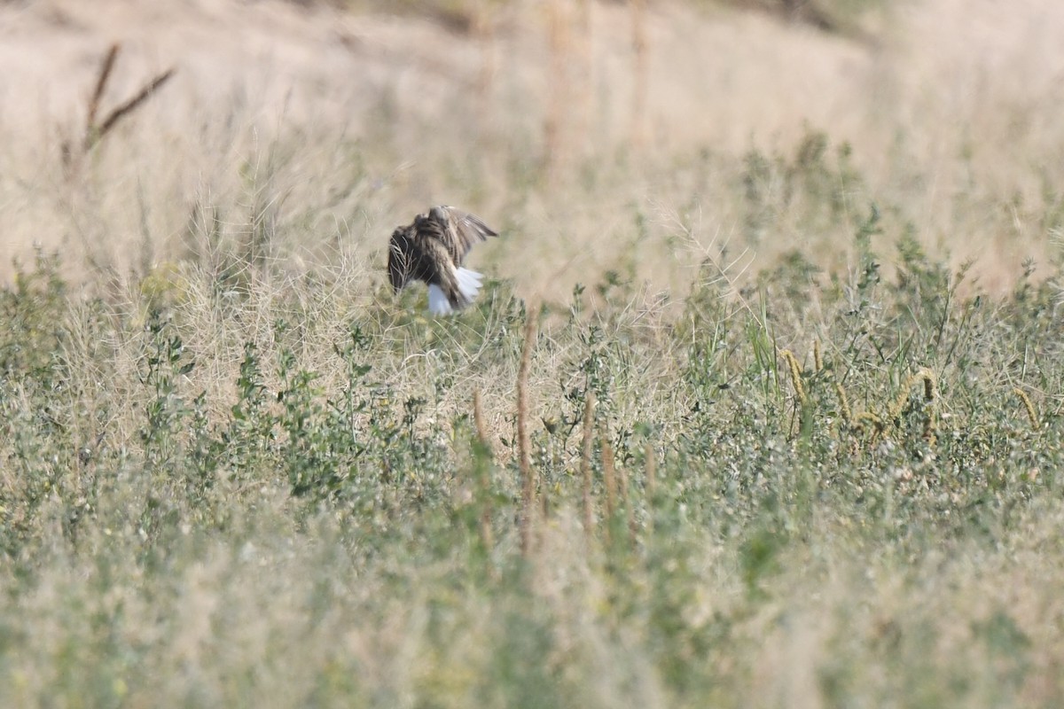 Chihuahuan Meadowlark - ML645345648
