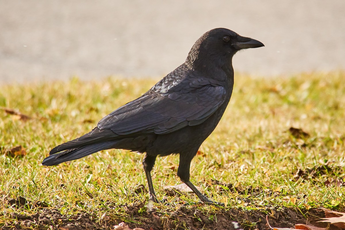 American Crow - ML645345654