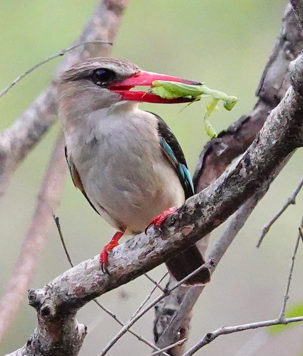 Woodland Kingfisher - ML645345666