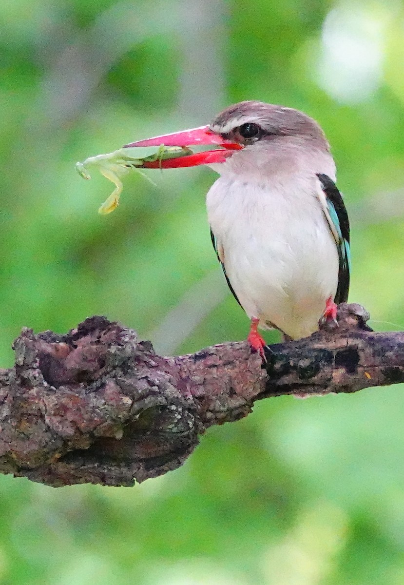 Woodland Kingfisher - ML645345667