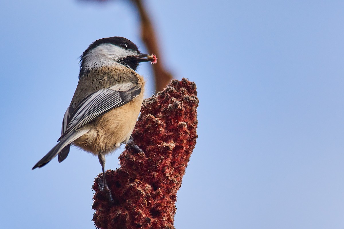 Black-capped Chickadee - ML645345668
