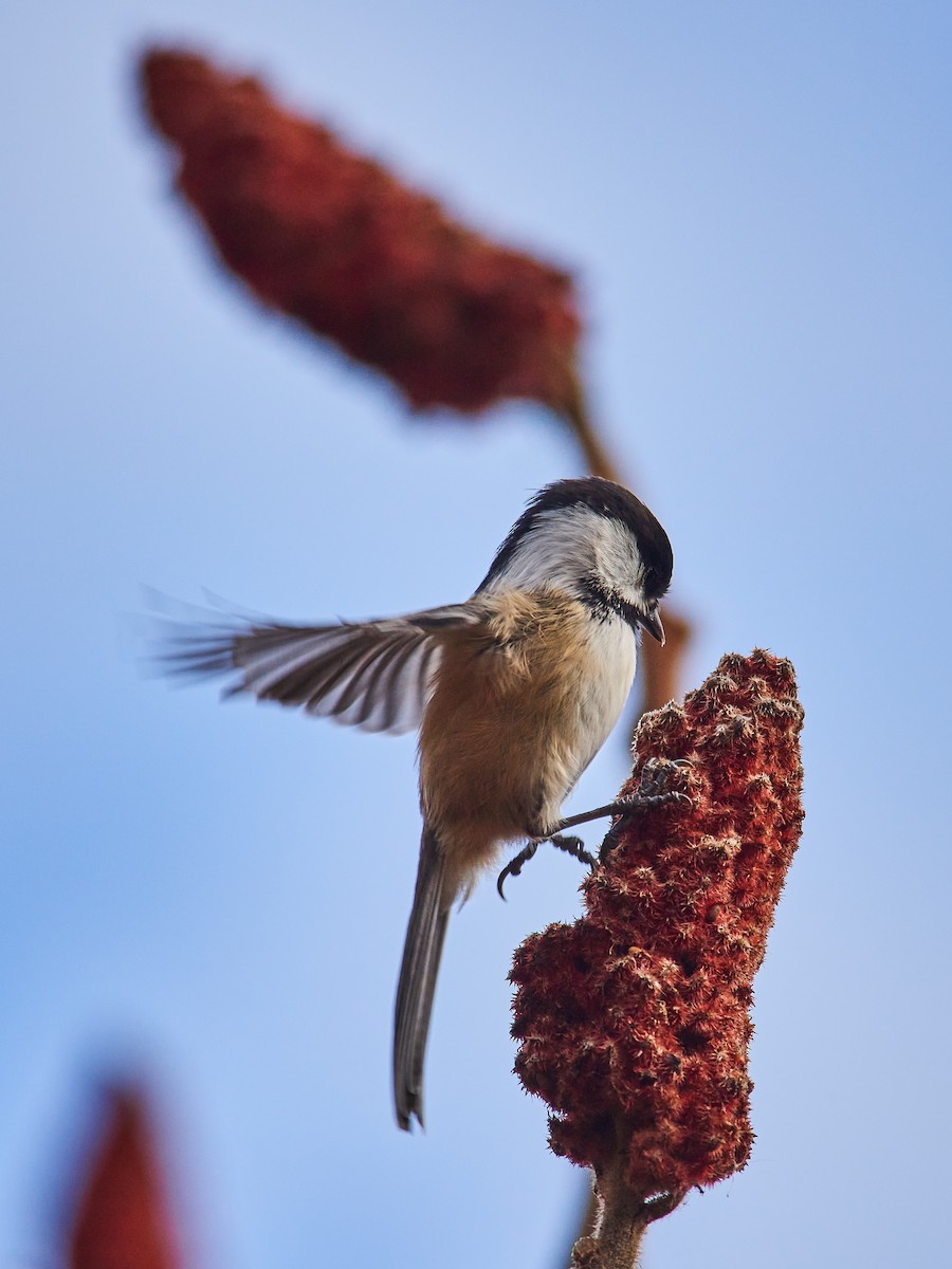 Black-capped Chickadee - ML645345669