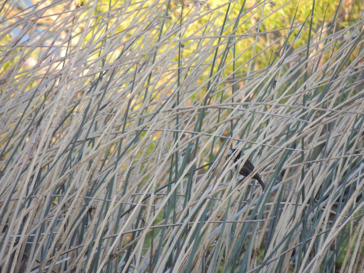 Varillero Aliamarillo - ML645345673