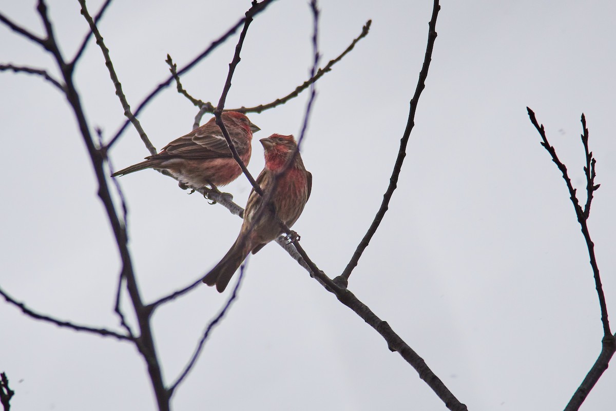 House Finch - ML645345676