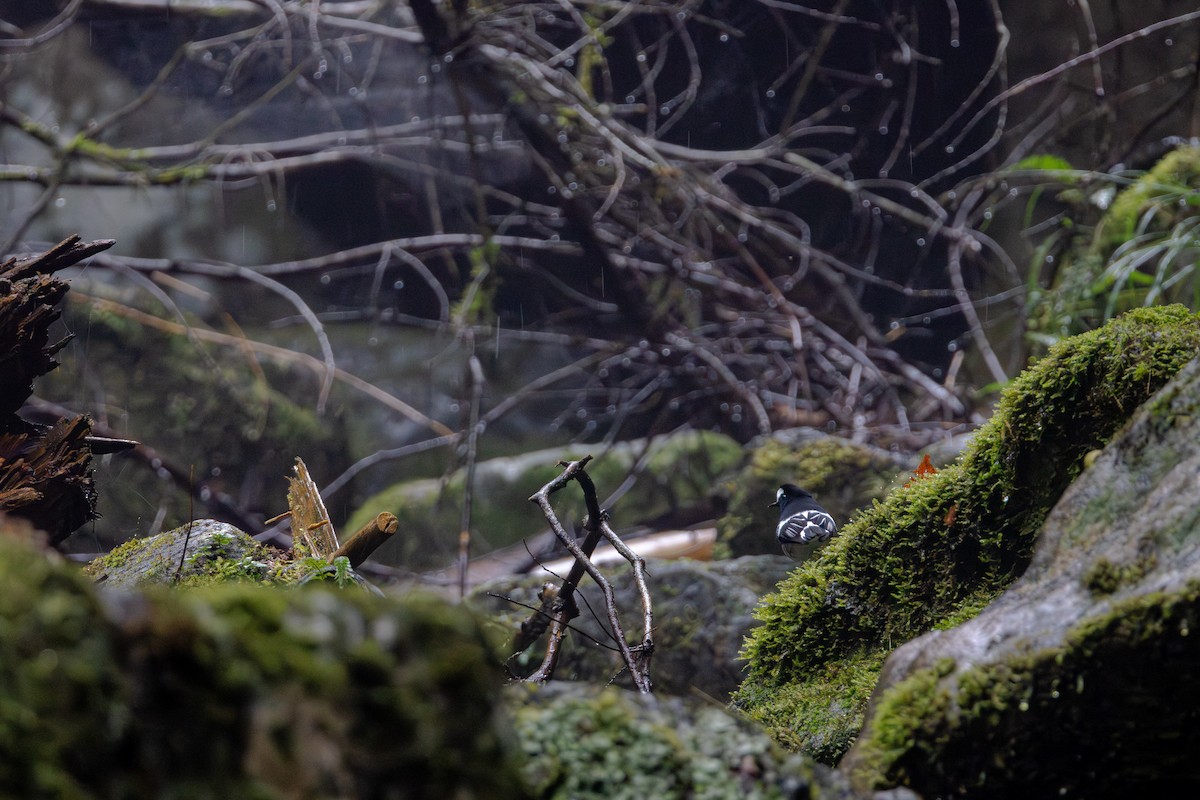 小剪尾 - ML645345679