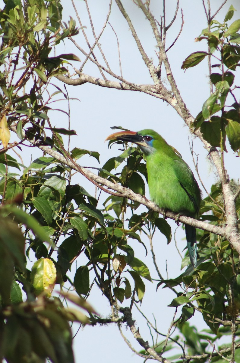 Groove-billed Toucanet - ML645345681