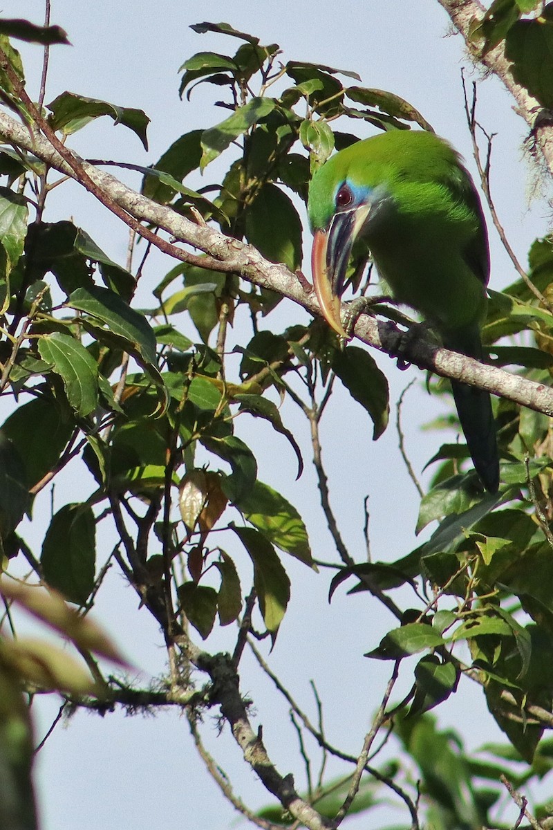 Groove-billed Toucanet - ML645345682