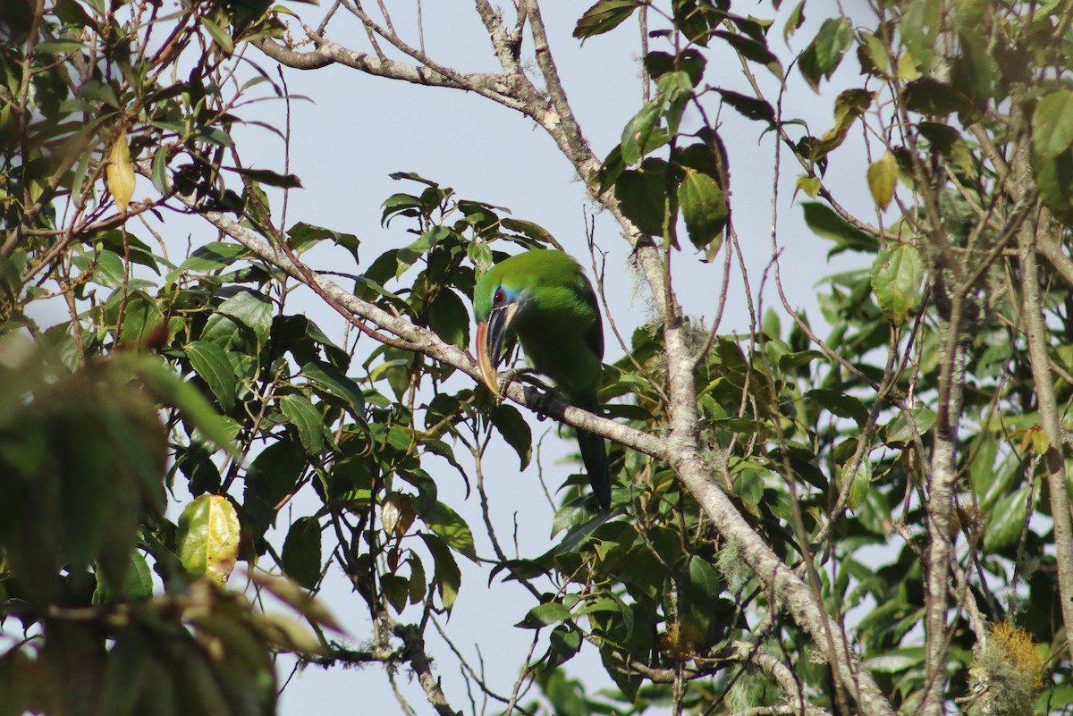 Groove-billed Toucanet - ML645345683