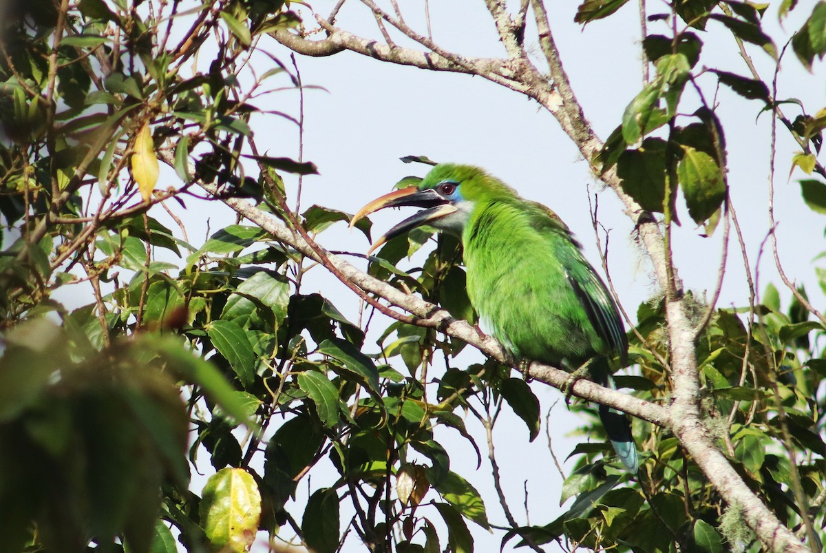 Groove-billed Toucanet - ML645345684