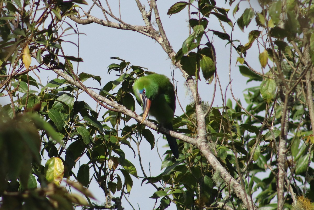 Groove-billed Toucanet - ML645345686