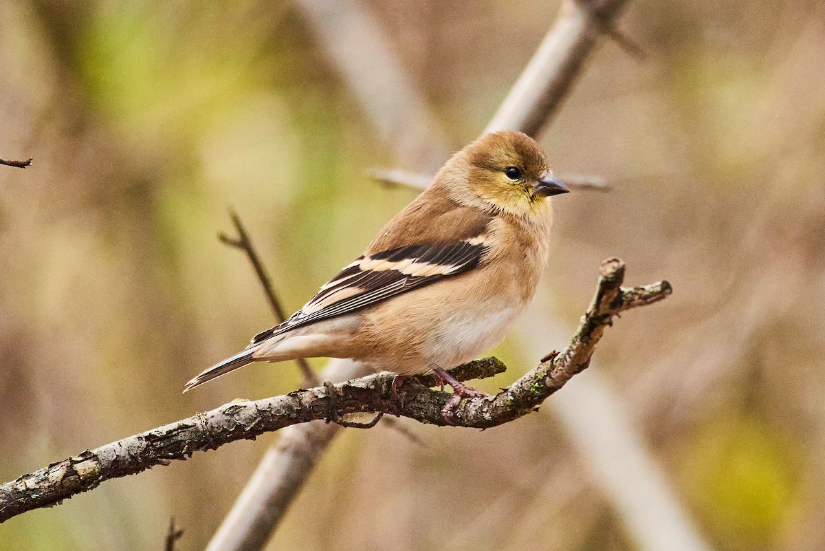 American Goldfinch - ML645345687