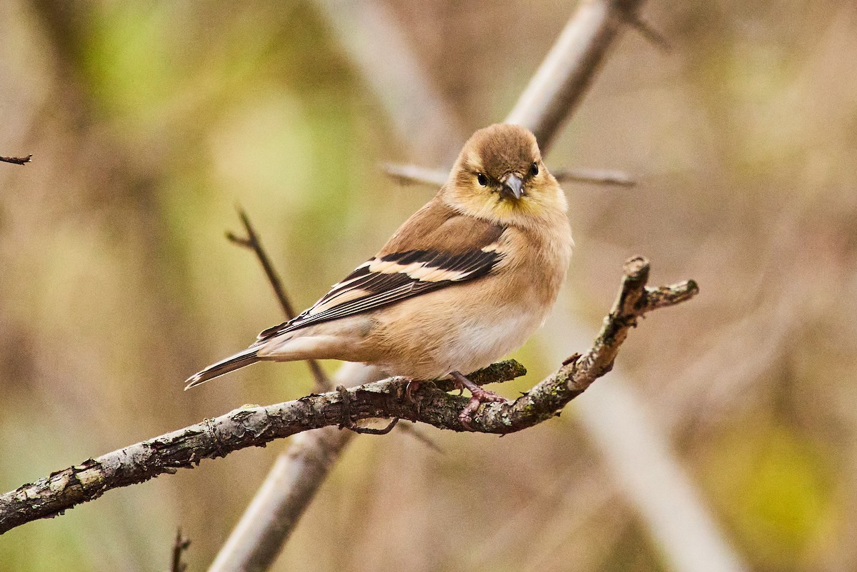 American Goldfinch - ML645345688