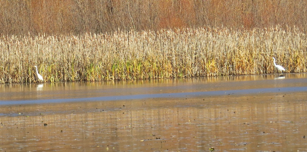 Great Egret - ML645345690